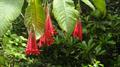 Fuchsia boliviana
